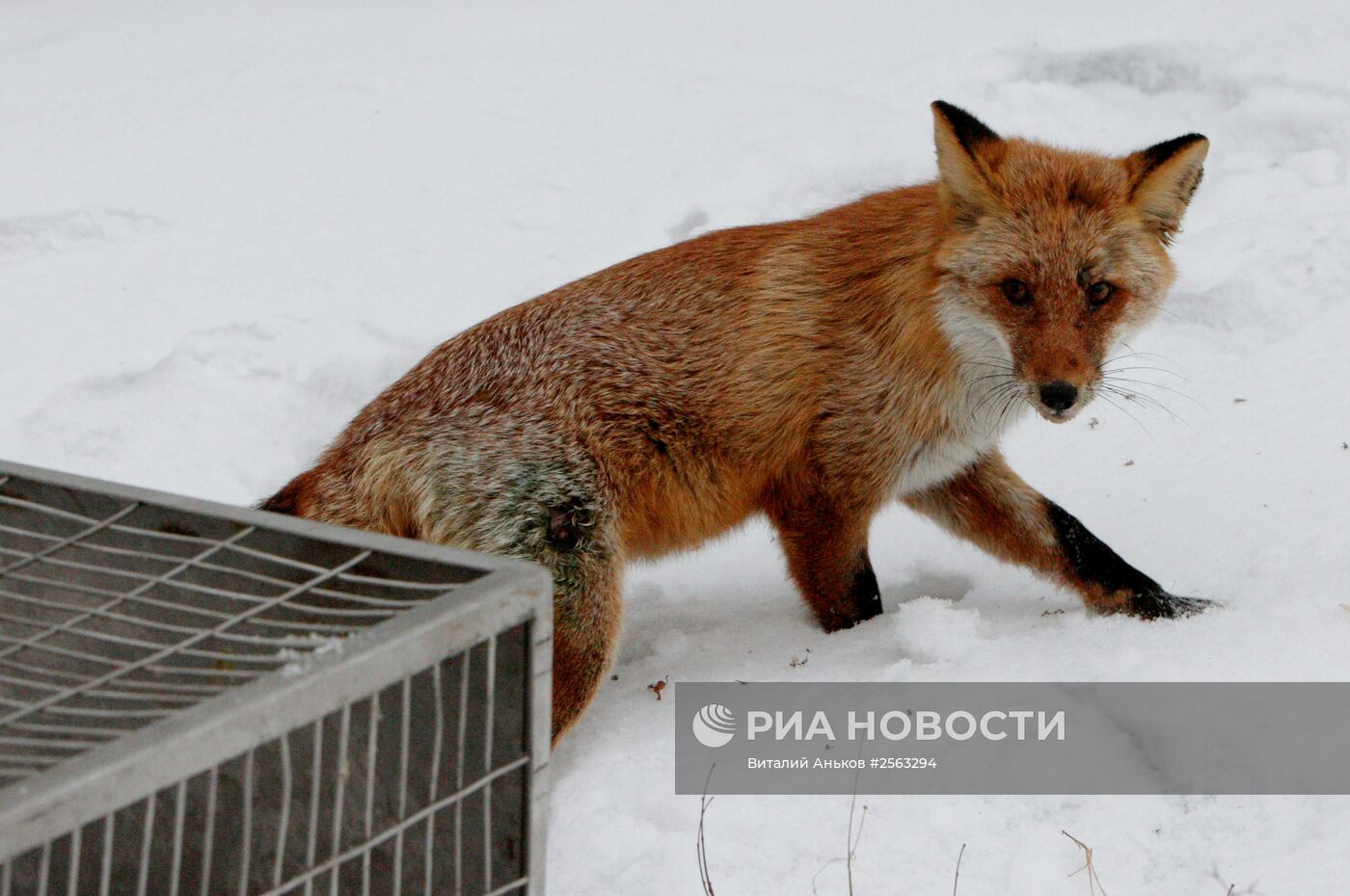 Зоопарк во Владивостоке выходил сбитого на острове Русском лиса | РИА  Новости Медиабанк