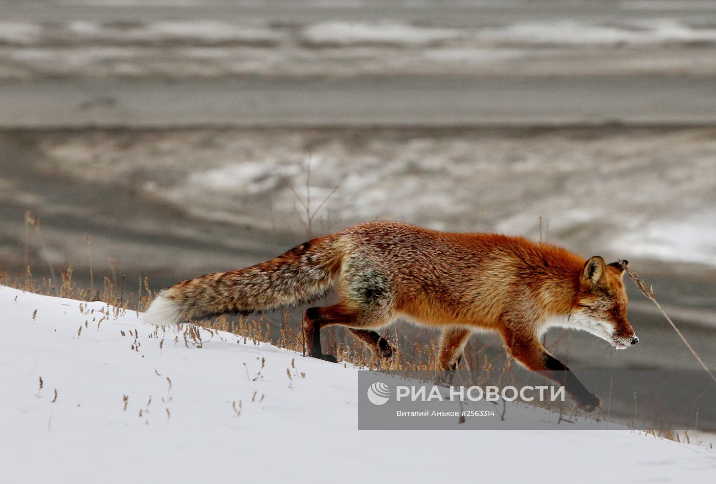 Зоопарк во Владивостоке выходил сбитого на острове Русском лиса | РИА  Новости Медиабанк