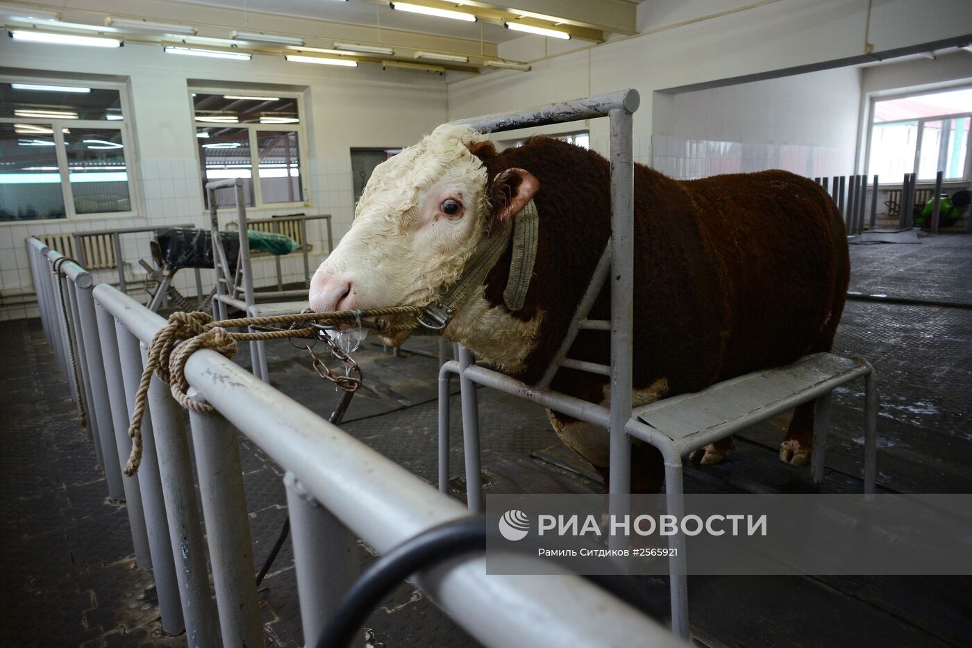 Головной центр по воспроизводству сельскохозяйственных животных