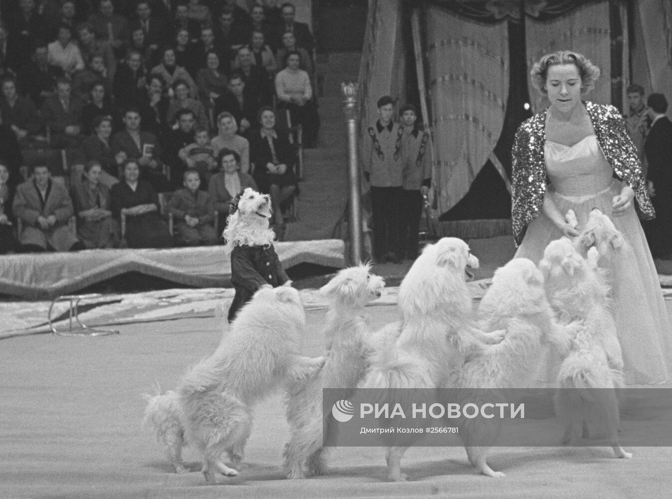 На манеже Московского цирка