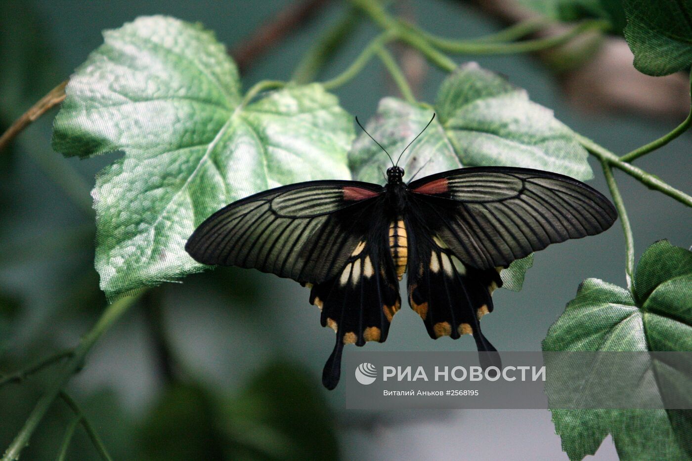"Дом бабочек" во Владивостоке