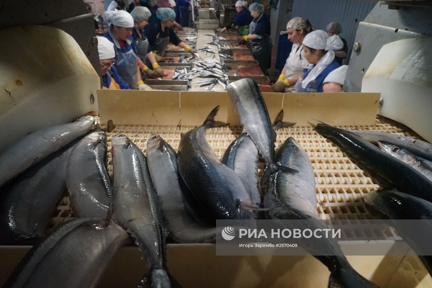 Завод по переработке рыбы в Калининградской области