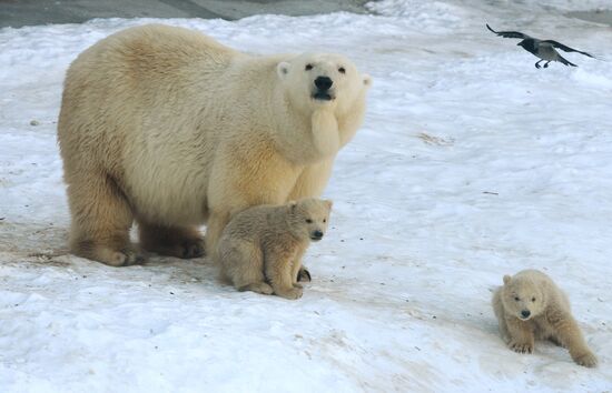 В Московском зоопарке появились белые медвежата