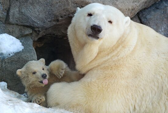 В Московском зоопарке появились белые медвежата