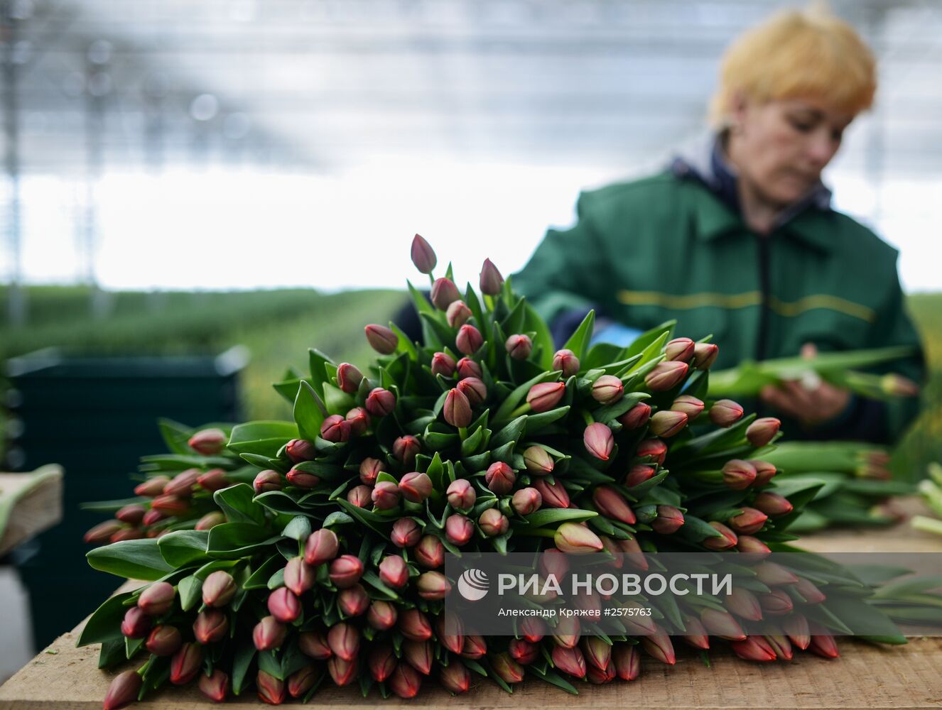 Сбор тюльпанов в тепличном комплексе компании "Сибирские газоны"