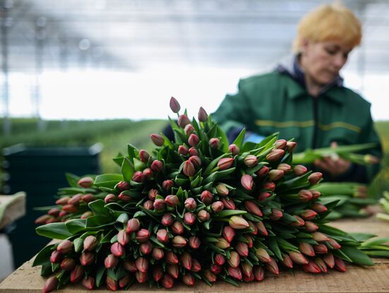 Сбор тюльпанов в тепличном комплексе компании "Сибирские газоны"