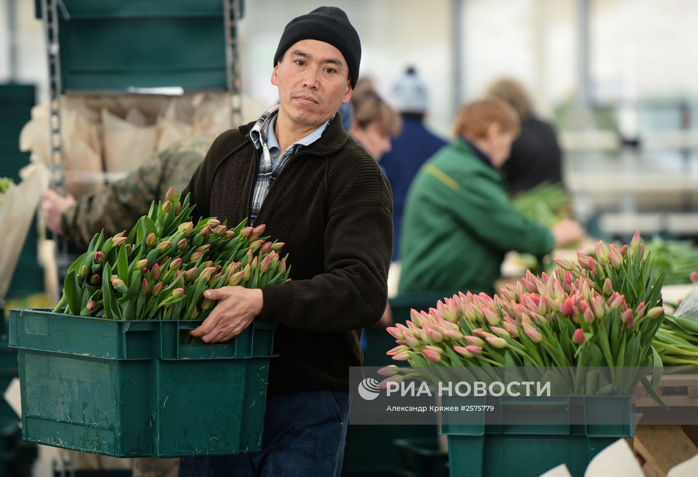 Сбор тюльпанов в тепличном комплексе компании "Сибирские газоны"