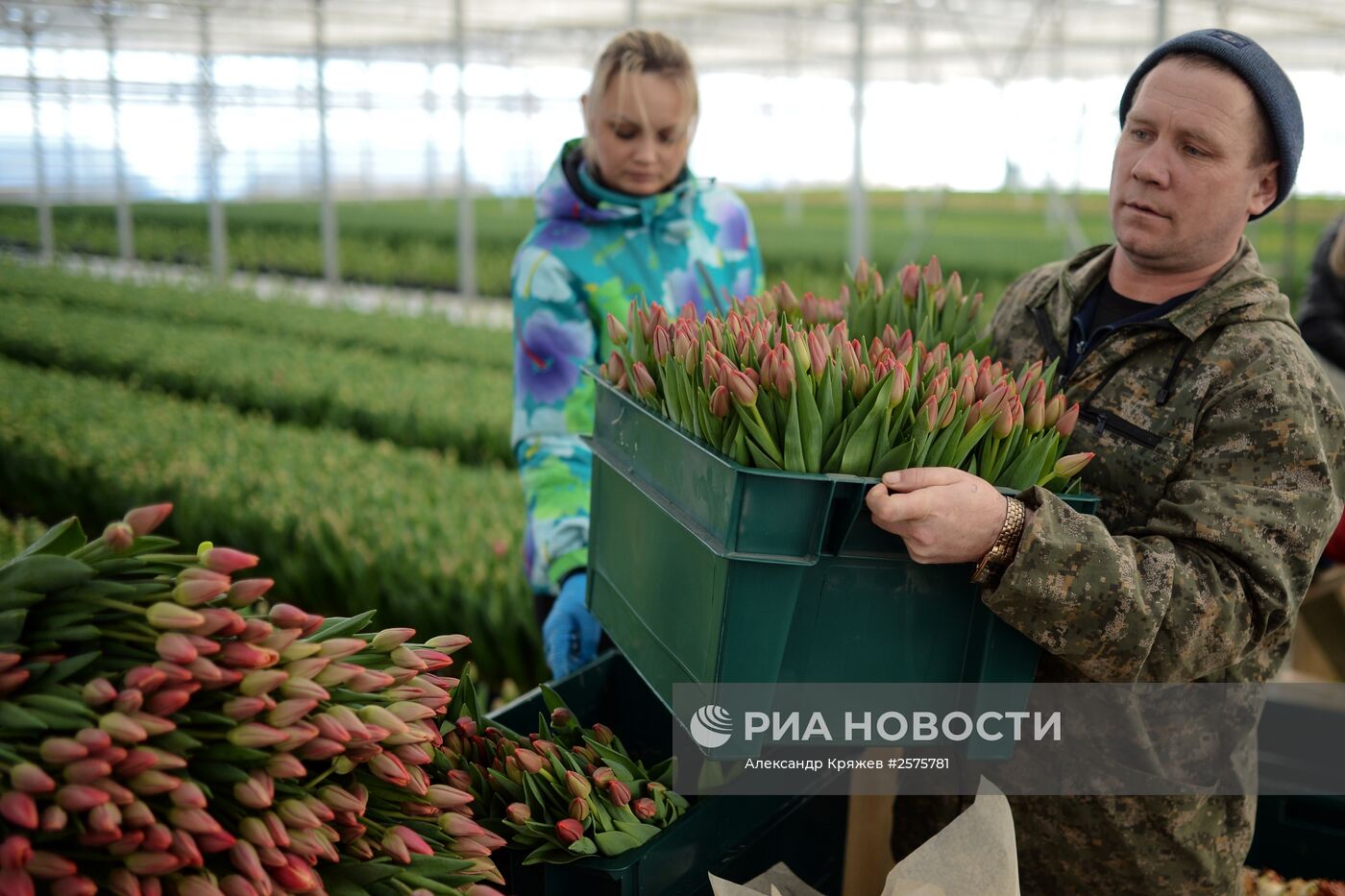 Сбор тюльпанов в тепличном комплексе компании "Сибирские газоны"