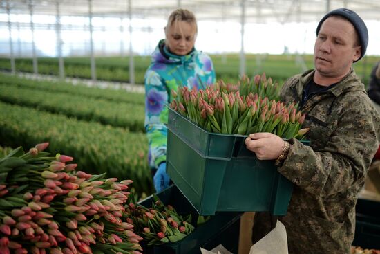 Сбор тюльпанов в тепличном комплексе компании "Сибирские газоны"