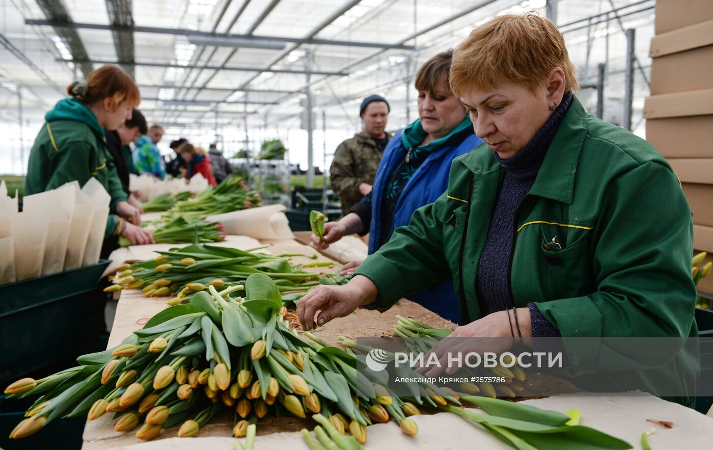 Сбор тюльпанов в тепличном комплексе компании "Сибирские газоны"