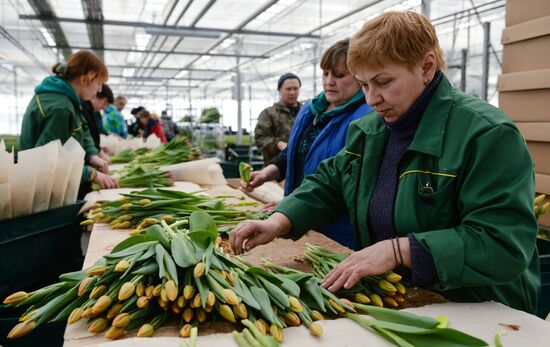 Сбор тюльпанов в тепличном комплексе компании "Сибирские газоны"