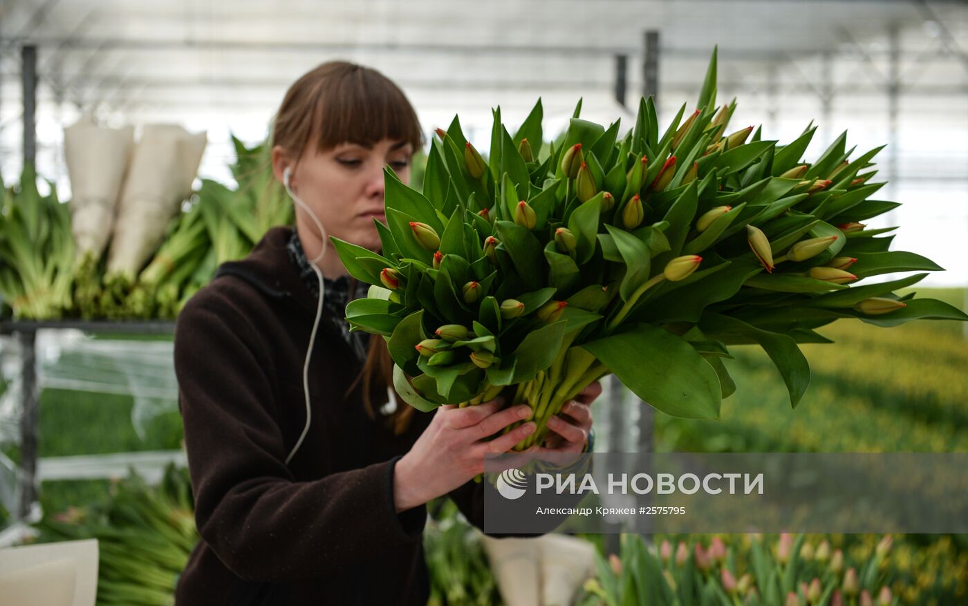 Сбор тюльпанов в тепличном комплексе компании "Сибирские газоны"