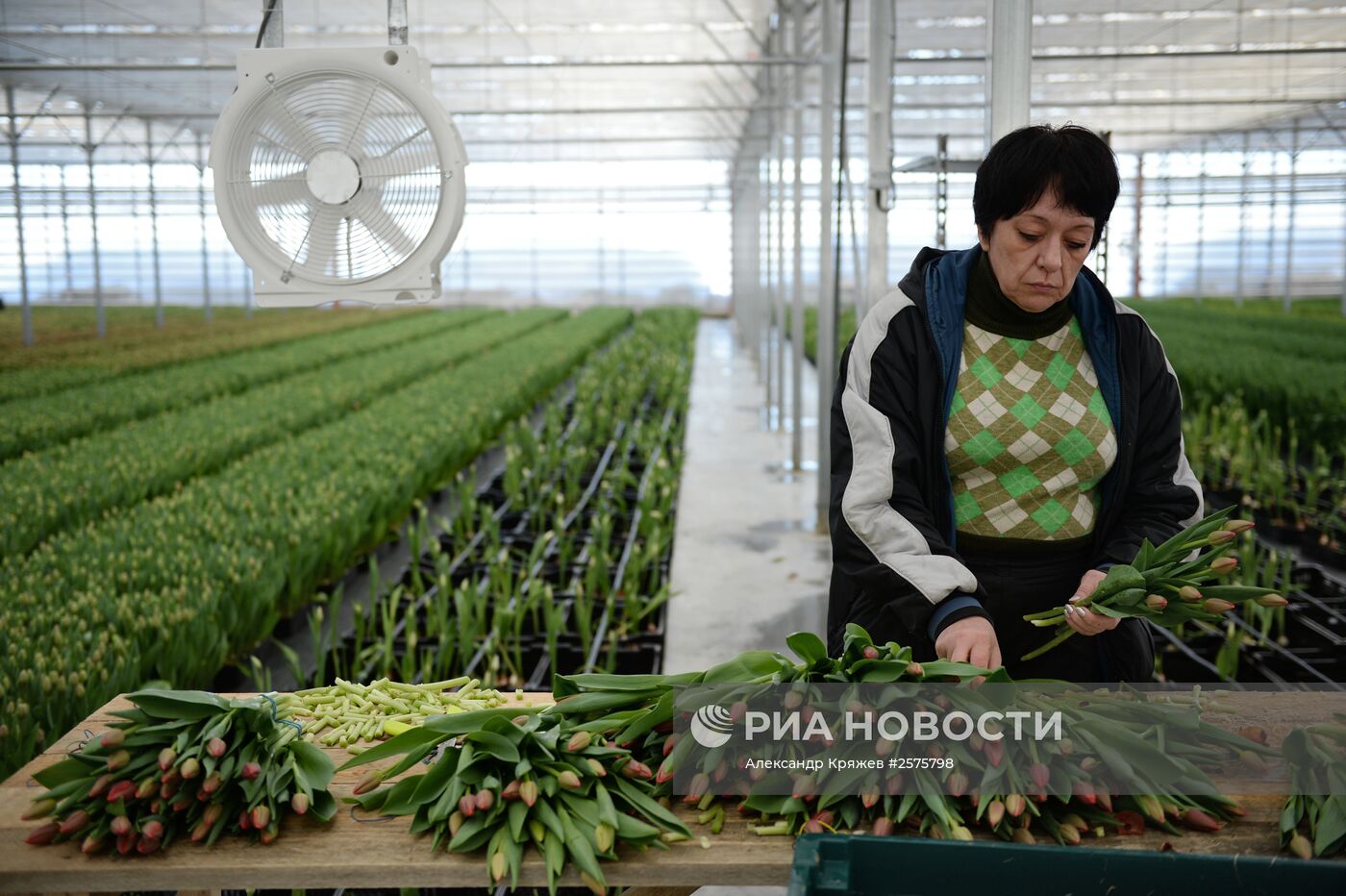 Сбор тюльпанов в тепличном комплексе компании "Сибирские газоны"