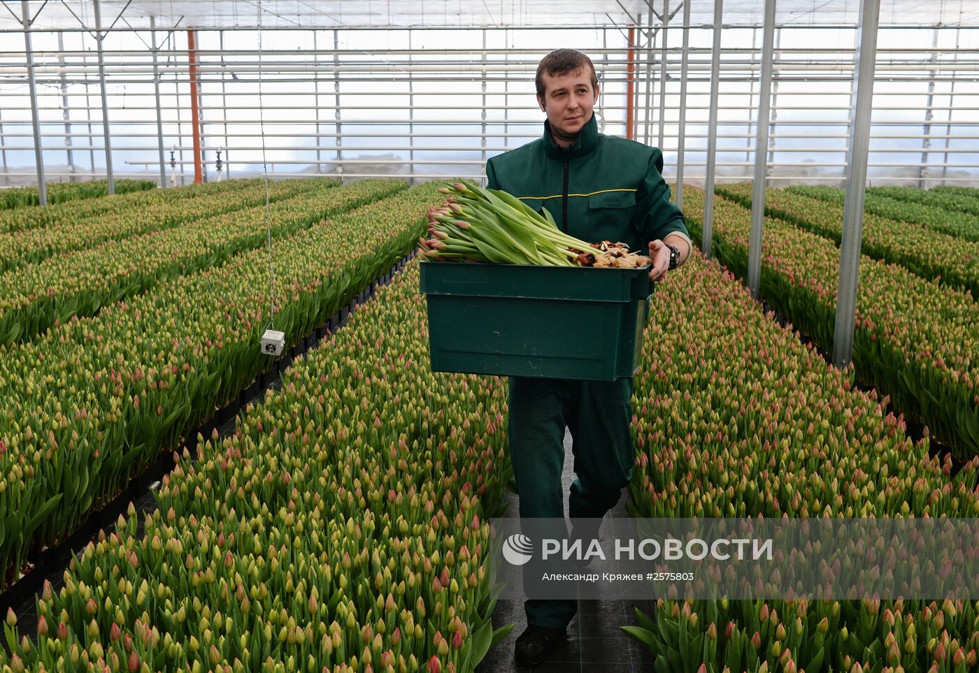 Сбор тюльпанов в тепличном комплексе компании "Сибирские газоны"