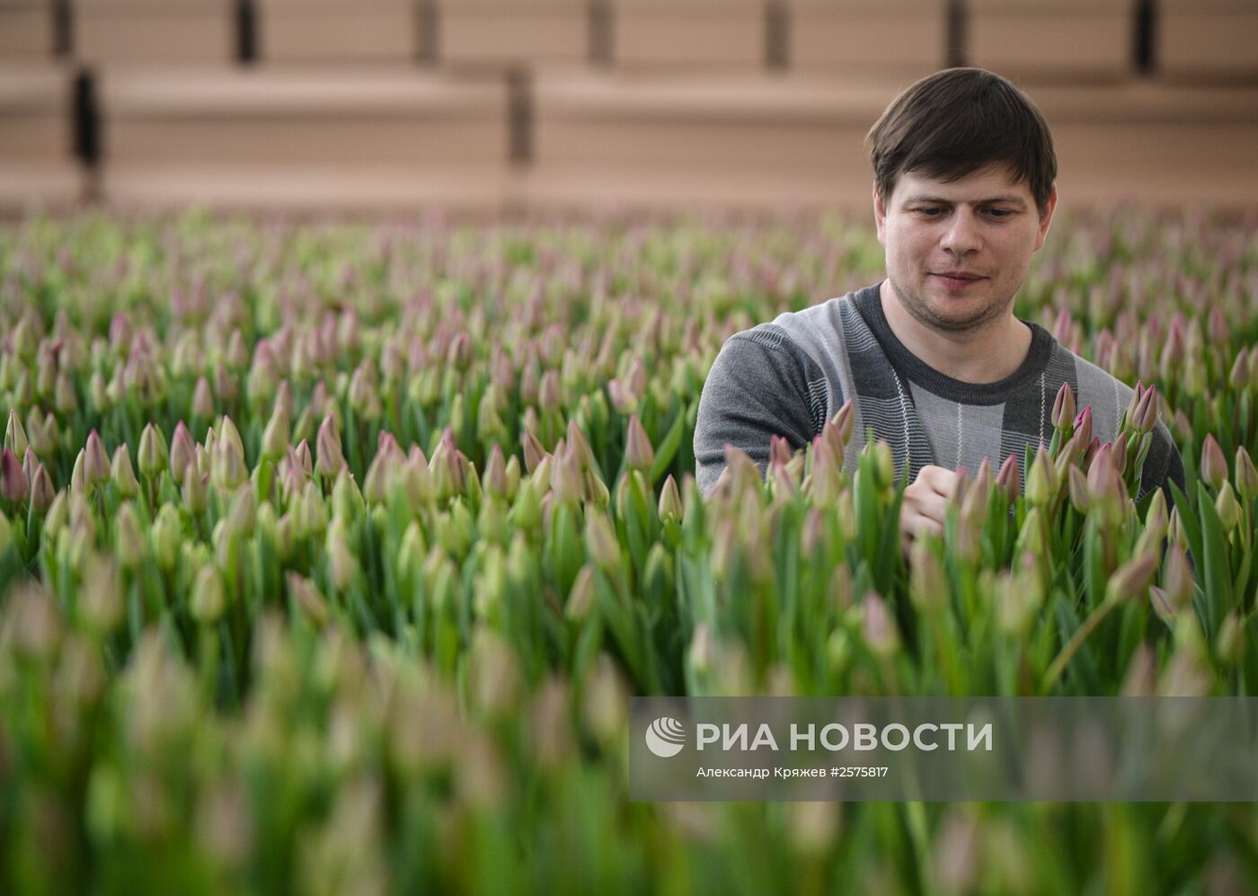 Сбор тюльпанов в тепличном комплексе компании "Сибирские газоны"