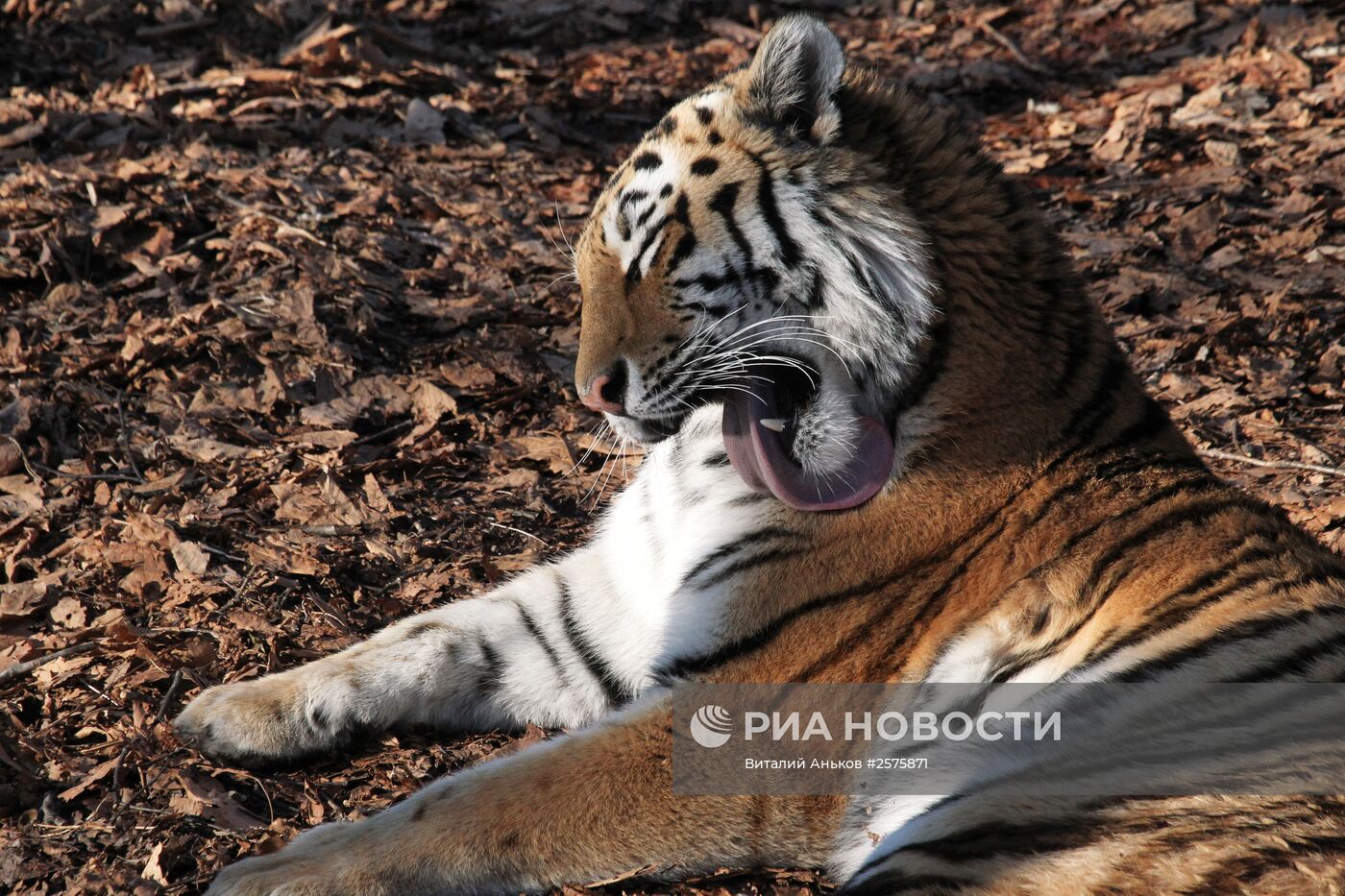 Амурские тигры в приморском Сафари-парке