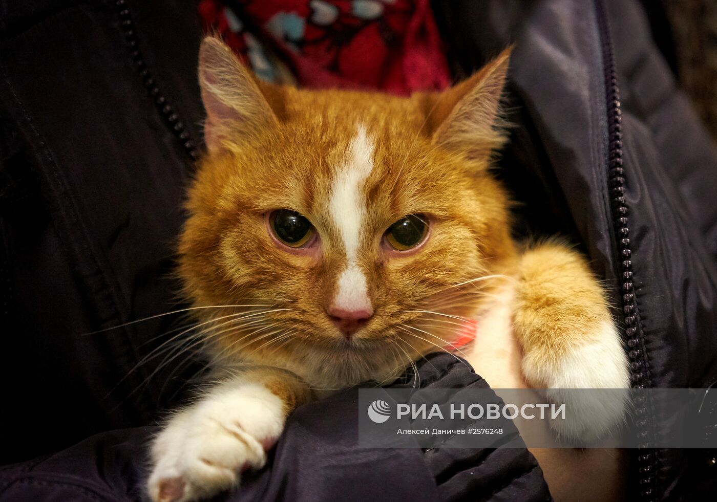 День раздачи бездомных рыжих котов в Котокафе "Республика Кошек" в Санкт-Петербурге