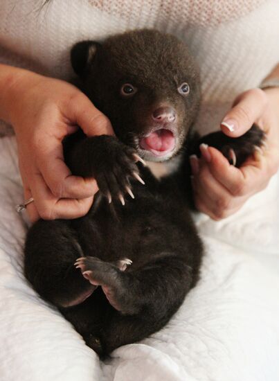 Во Владивостокский цирк подкинули новорожденного медвежонка