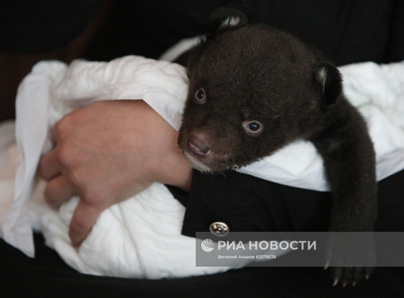 Во Владивостокский цирк подкинули новорожденного медвежонка
