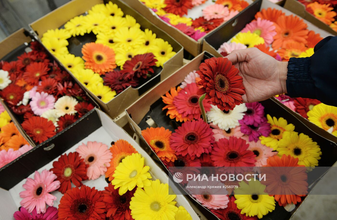 Продажа цветов накануне праздника 8 марта в Новосибирске