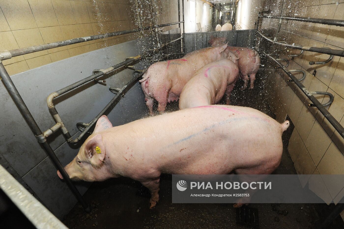 Родниковский свинокомплекс в Челябинской области