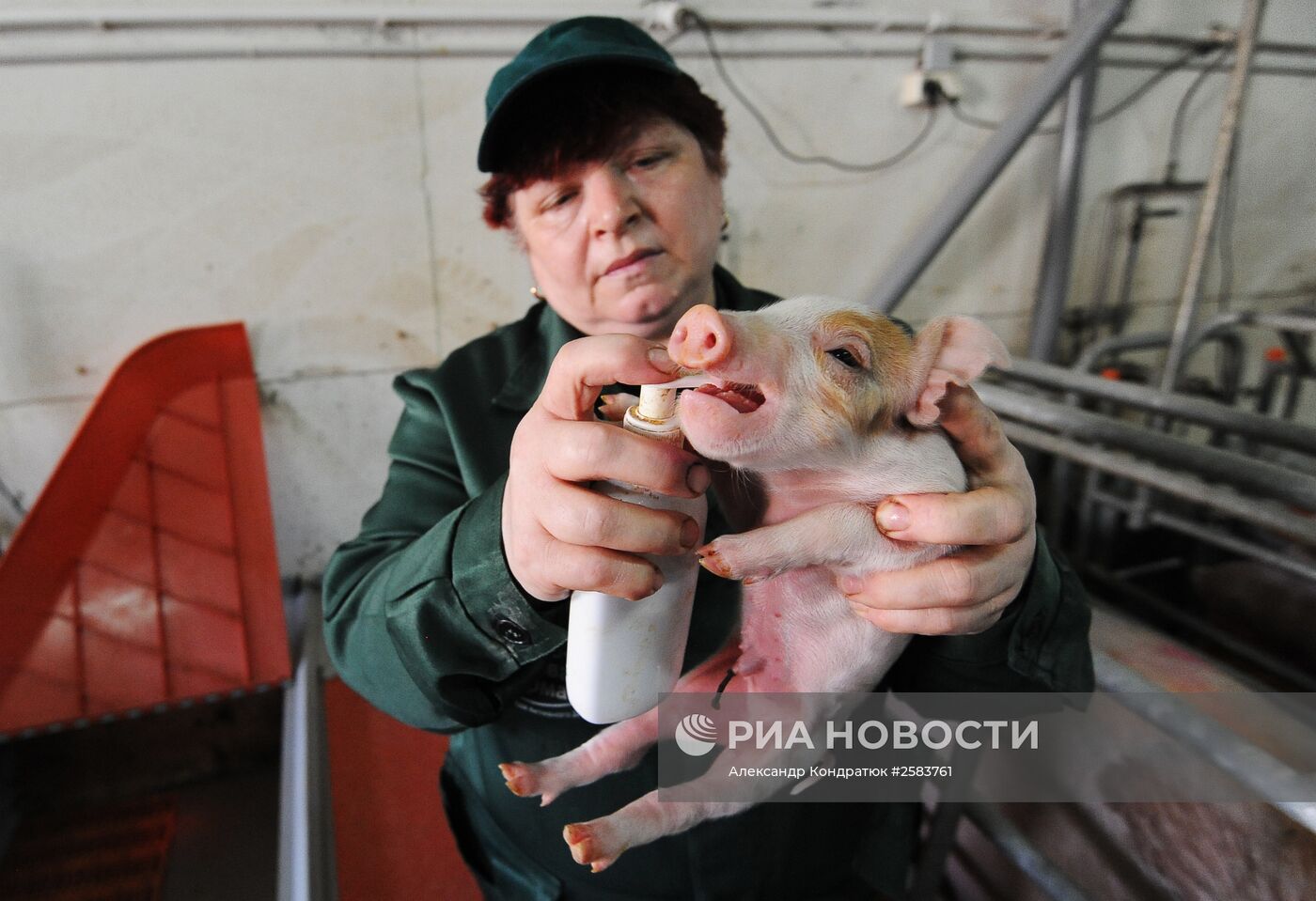 Родниковский свинокомплекс в Челябинской области