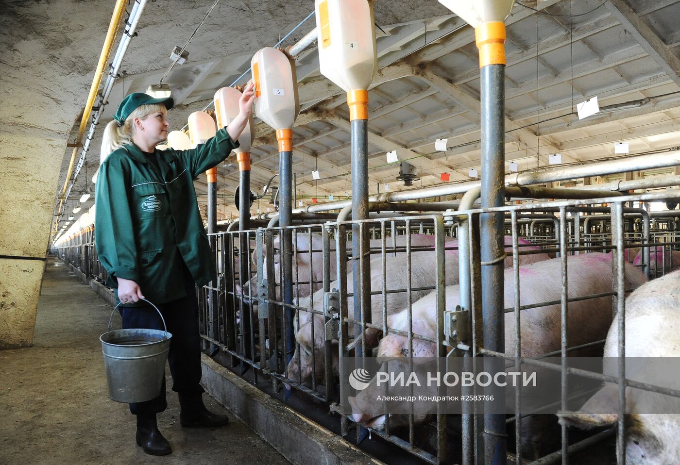 Родниковский свинокомплекс в Челябинской области