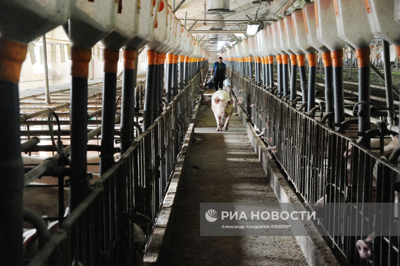 Родниковский свинокомплекс в Челябинской области