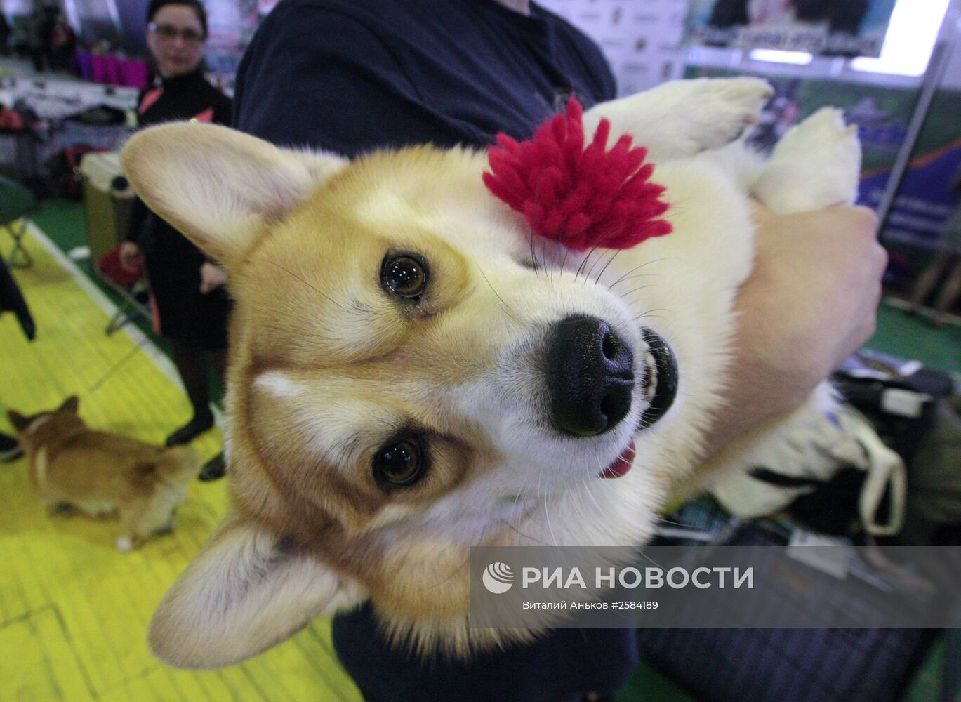 Всероссийская выставка собак во Владивостоке