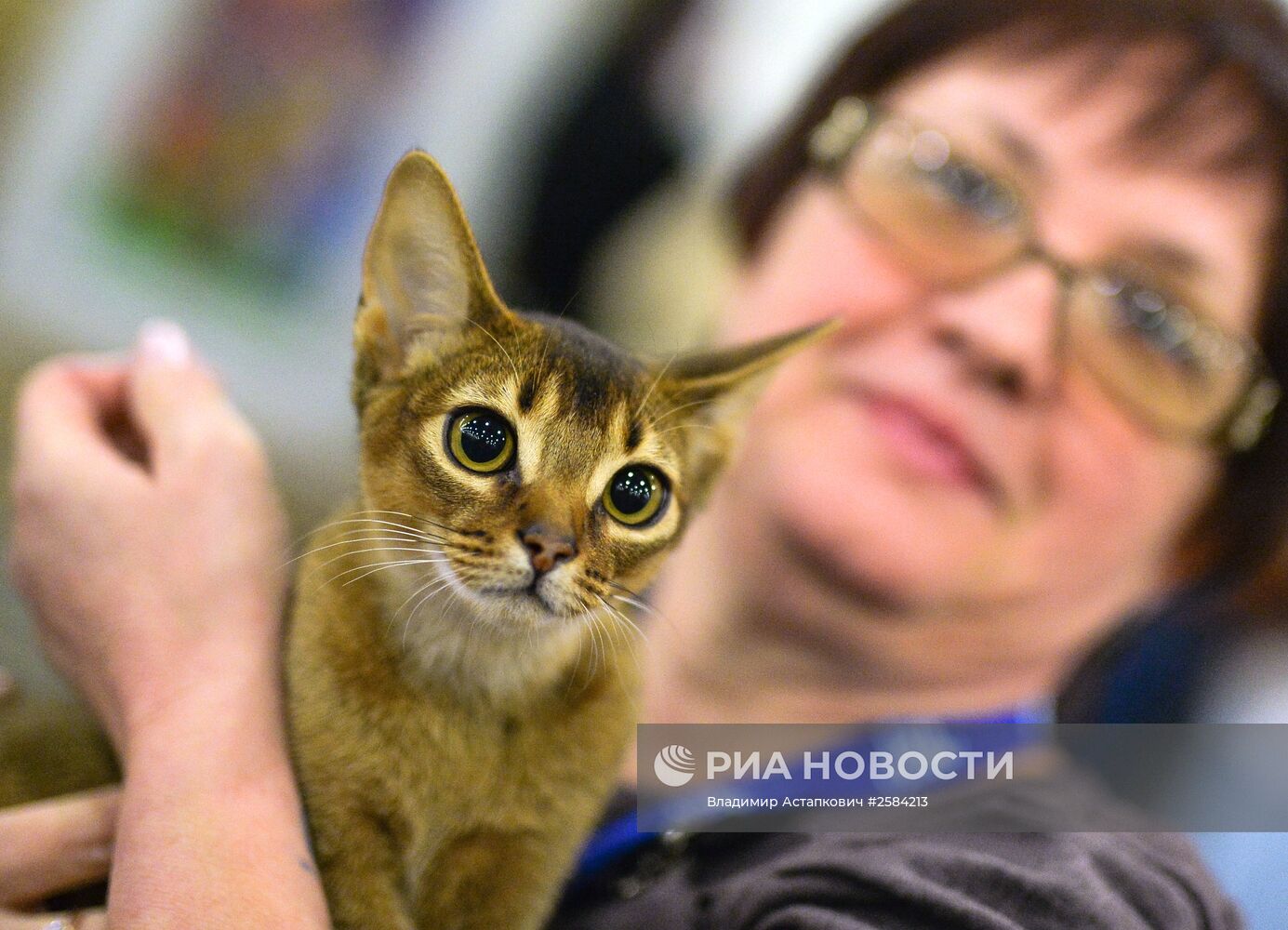 Международная выставка кошек "Кэтсбург"