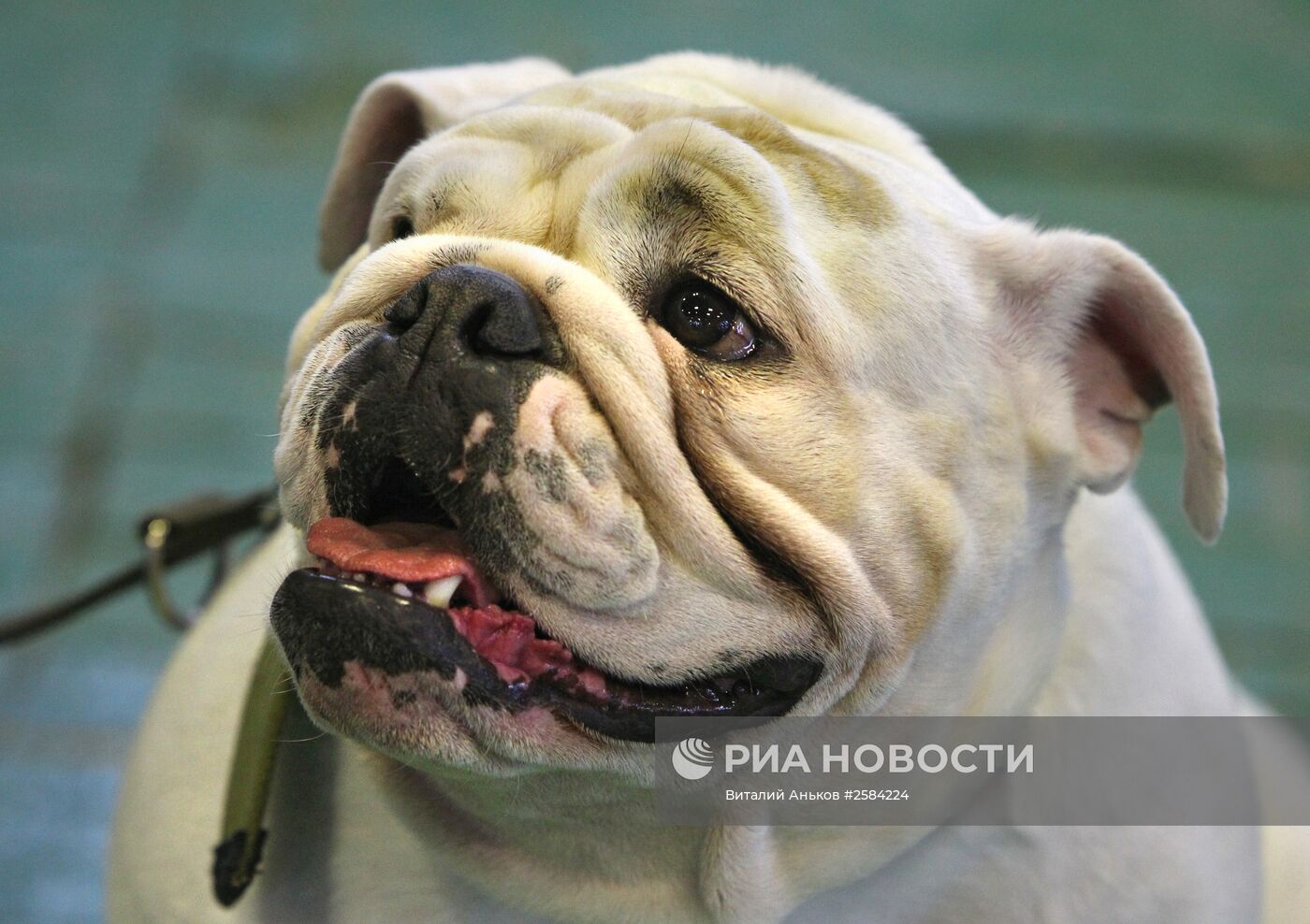 Всероссийская выставка собак во Владивостоке
