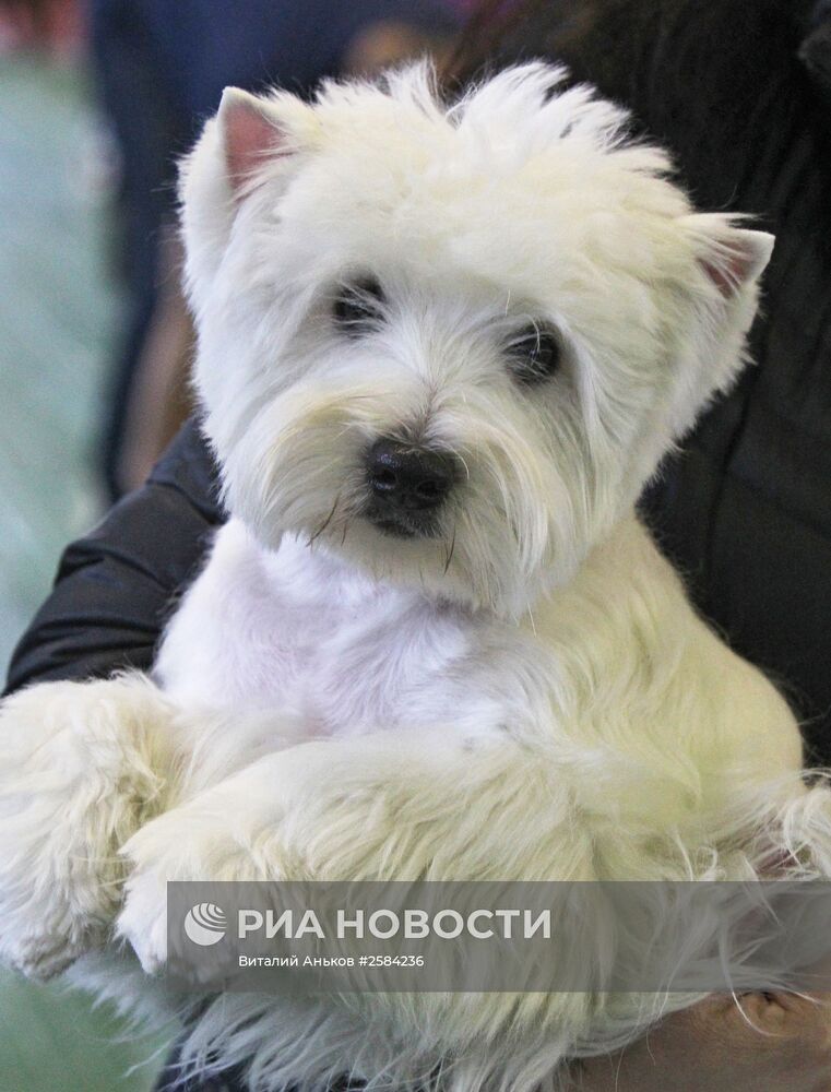Выставка собак всех пород во Владивостоке