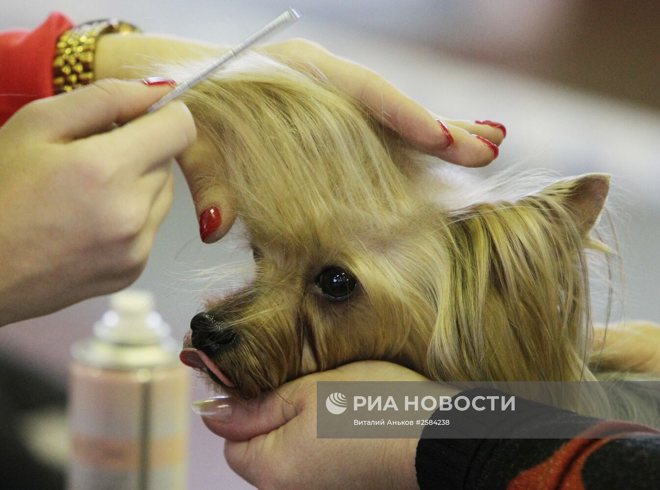 Выставка собак всех пород во Владивостоке
