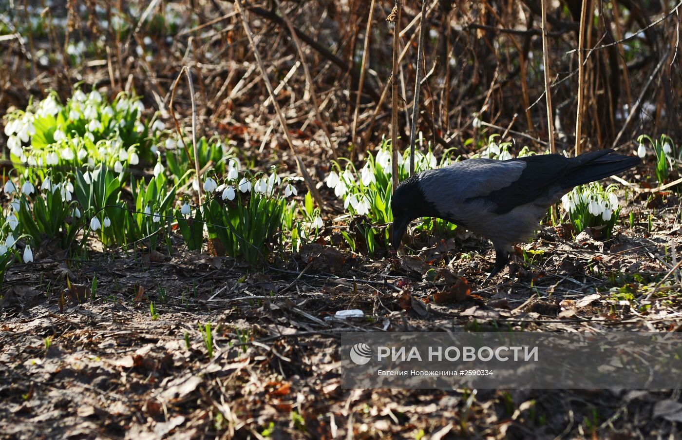 Ботанический сад МГУ им. М.В.Ломоносова "Аптекарский огород"