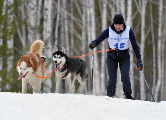 Этап кубка Мира по гонкам на собачьих упряжках и скиджорингу
