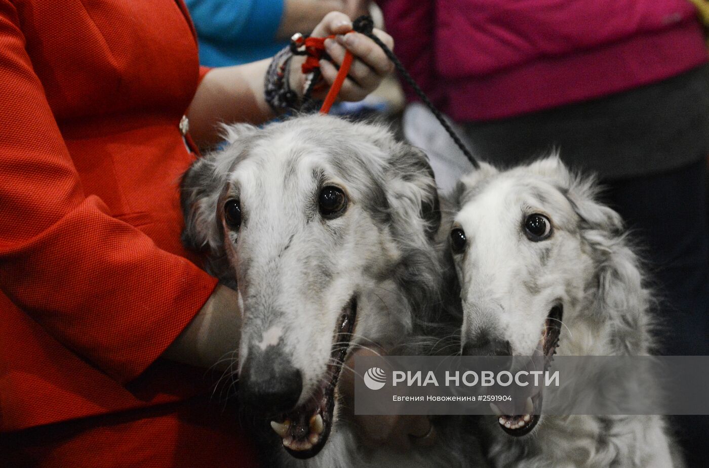Международная выставка собак "Евразия-2015"