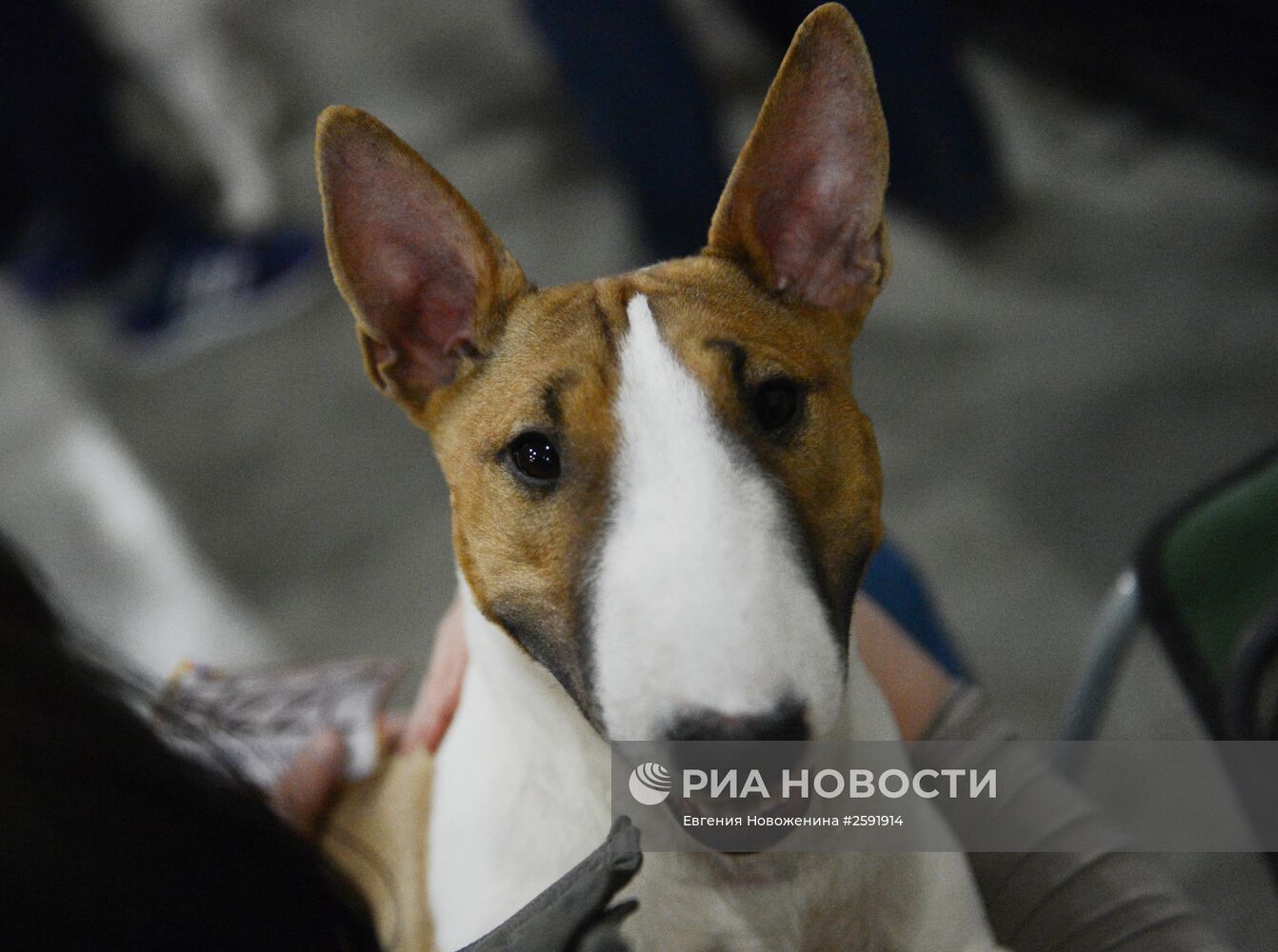 Международная выставка собак "Евразия-2015"