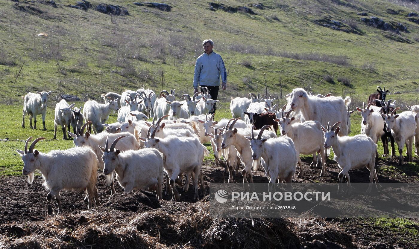 Козья ферма в Крыму | РИА Новости Медиабанк