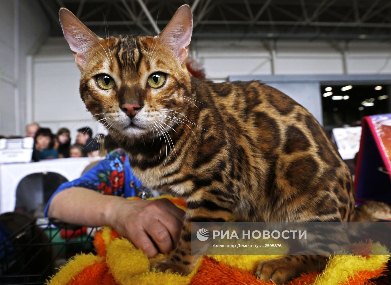 Выставка домашних животных "Зоошоу" в Санкт-Петербурге