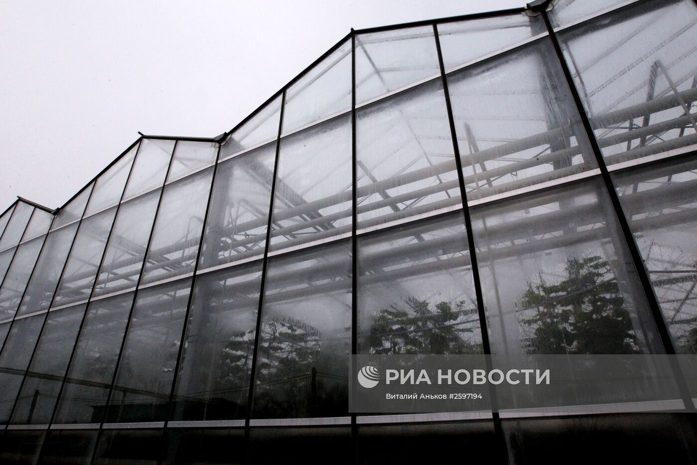 Выращивание овощей в тепличном хозяйстве Приморского края