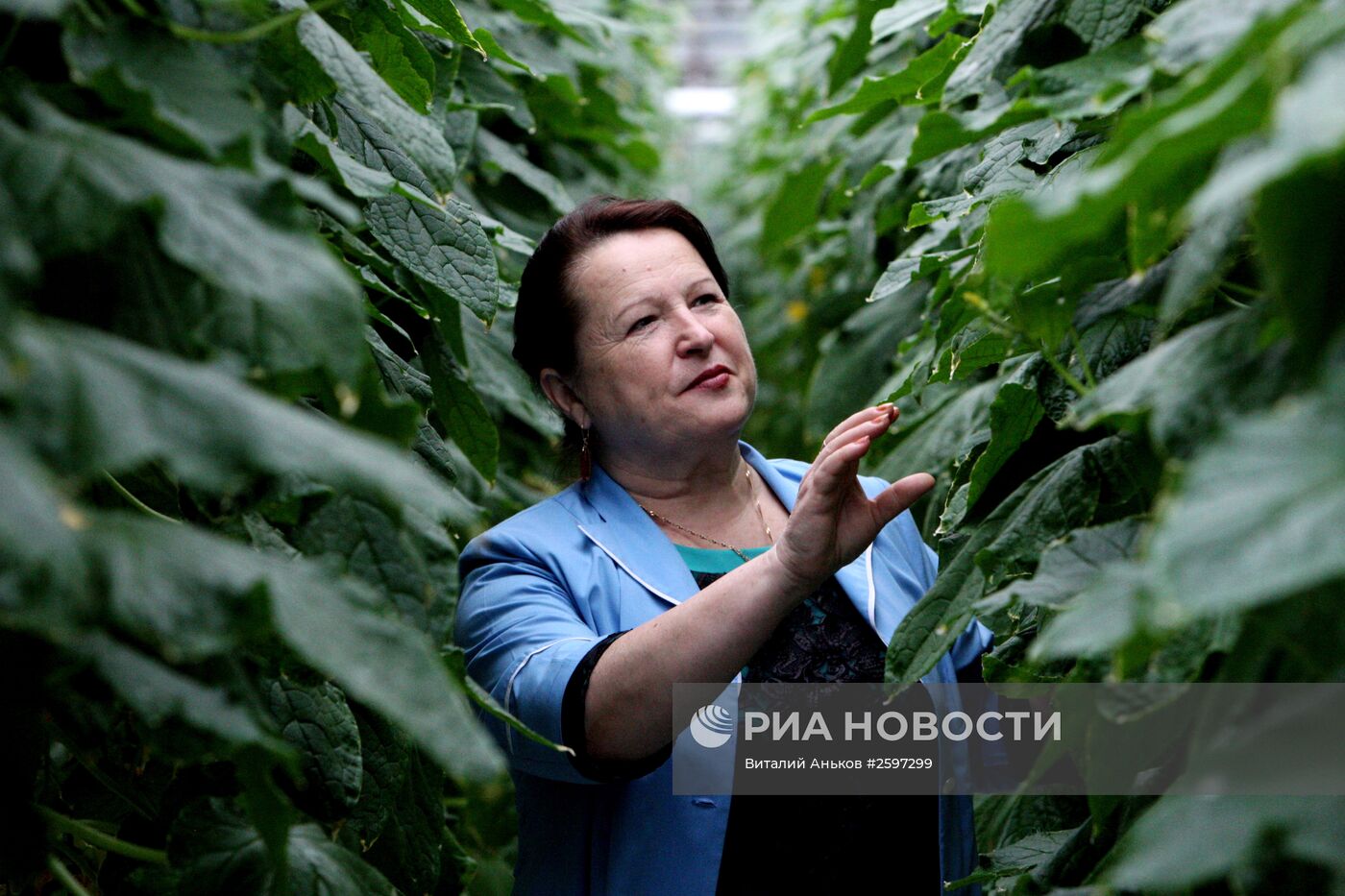 Выращивание овощей в тепличном хозяйстве Приморского края