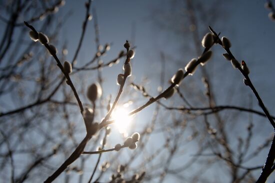 Вербное воскресенье в регионах России