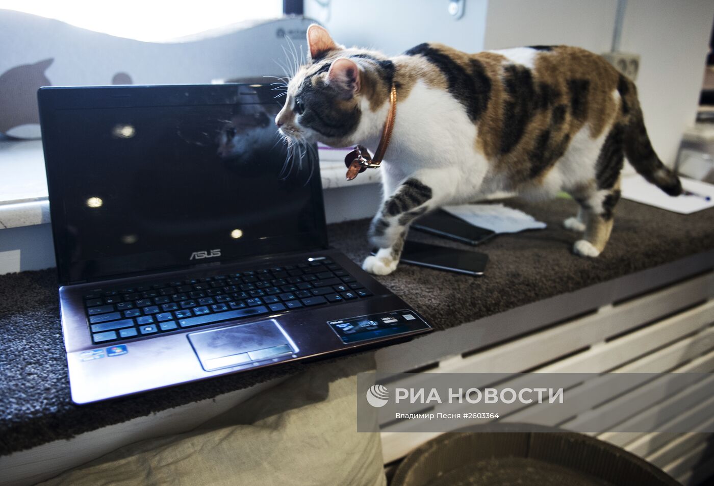 Котокафе "Котики и люди"