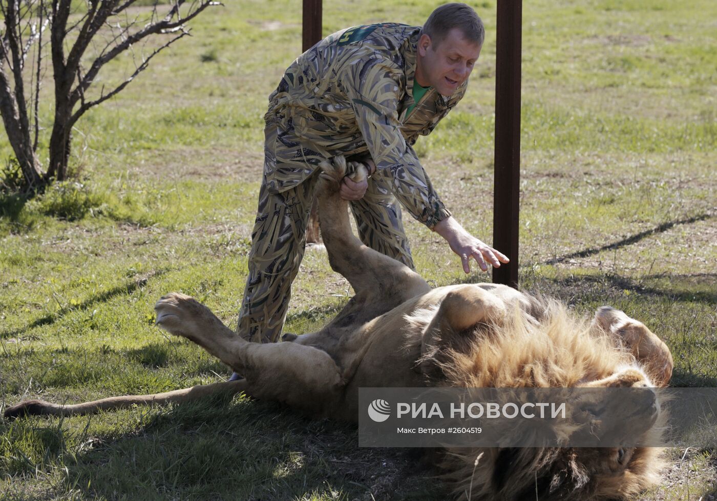 Сафари-парк львов "Тайган" в Крыму