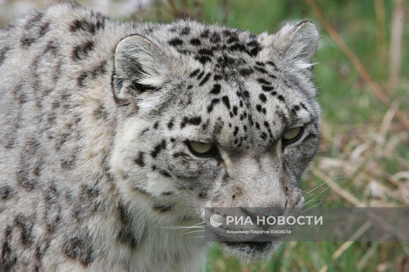 Снежные барсы в Киргизии