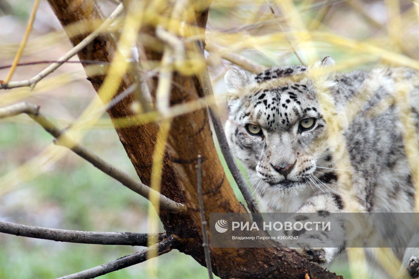 Снежные барсы в Киргизии
