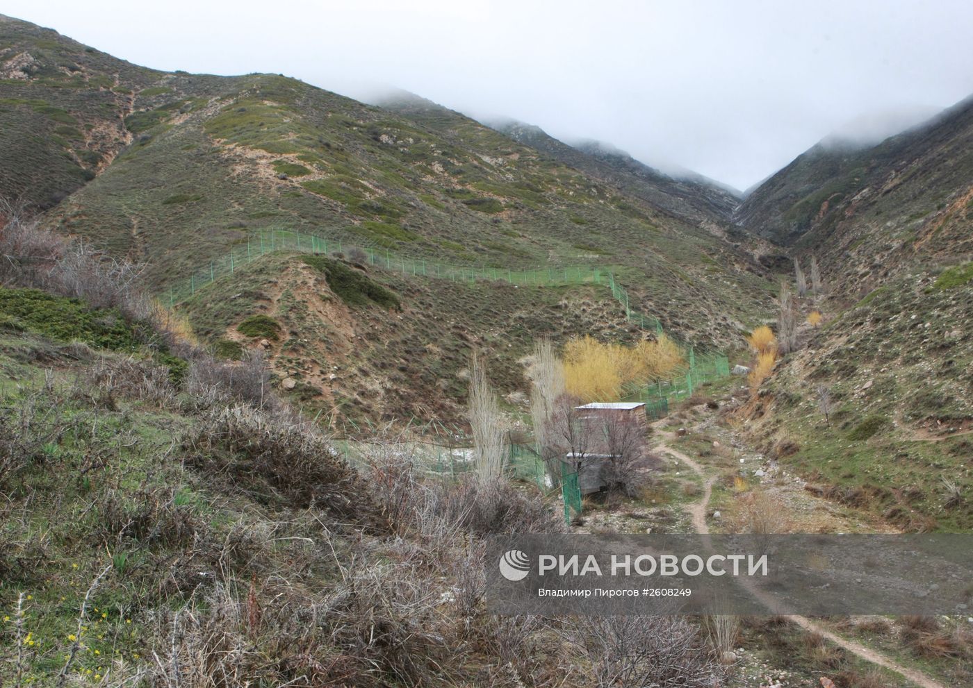 Снежные барсы в Киргизии