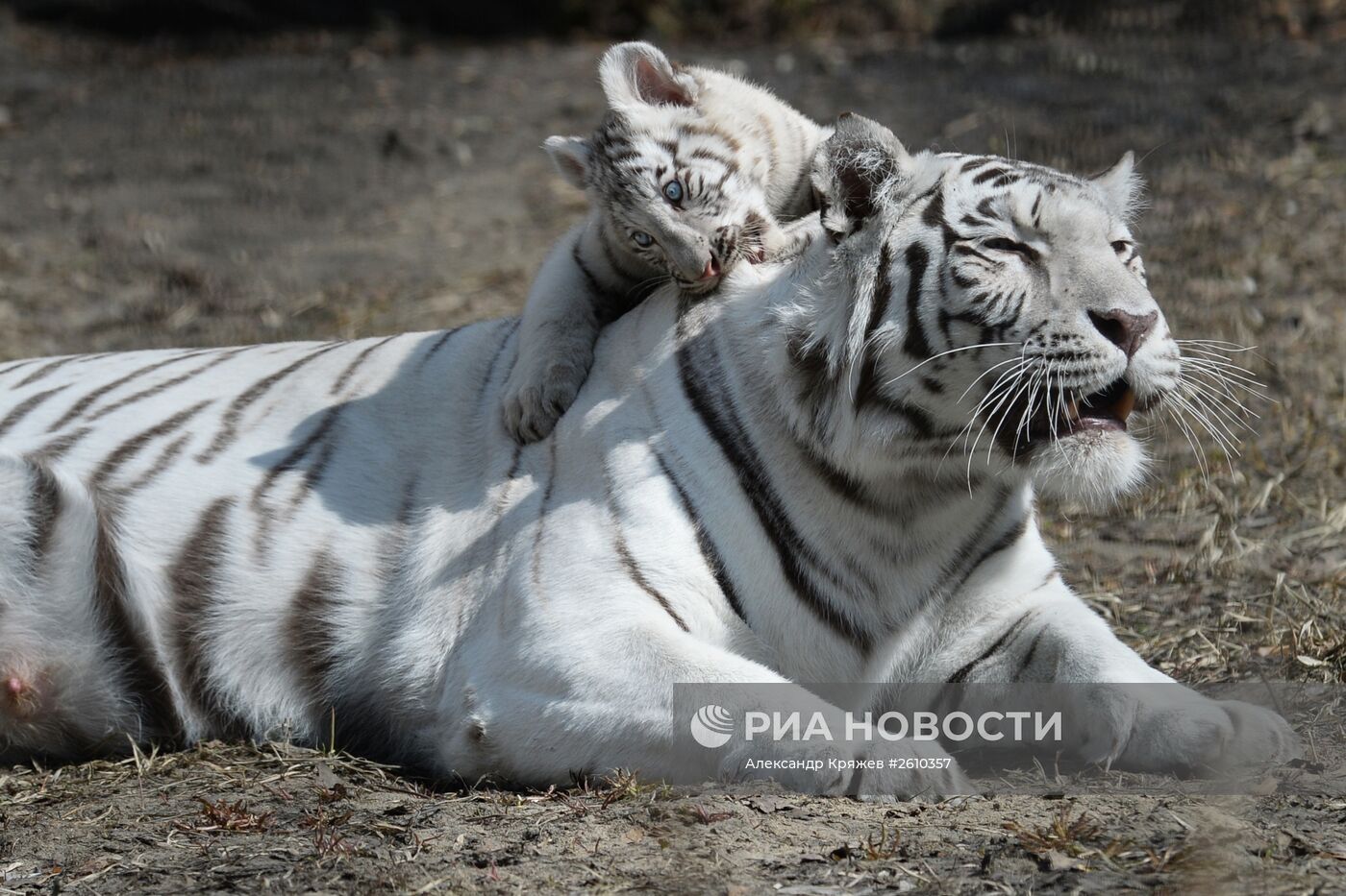 Новосибирский зоопарк