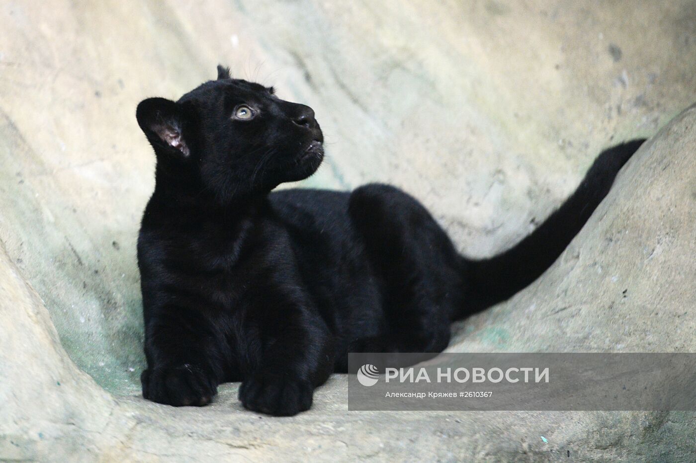 Новосибирский зоопарк