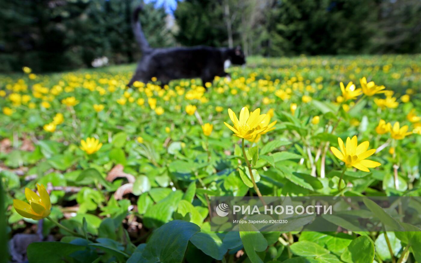 Ботанический сад в Калининграде